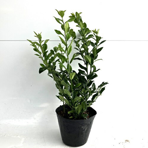 楽天市場】サルココッカ（花・ガーデン・DIY）の通販