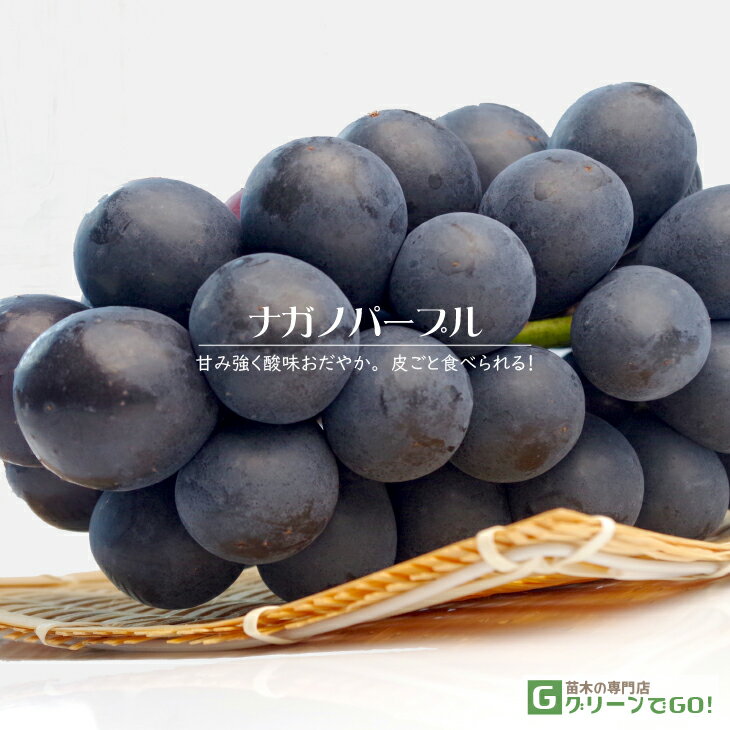 楽天市場】ナガノパープル苗の通販