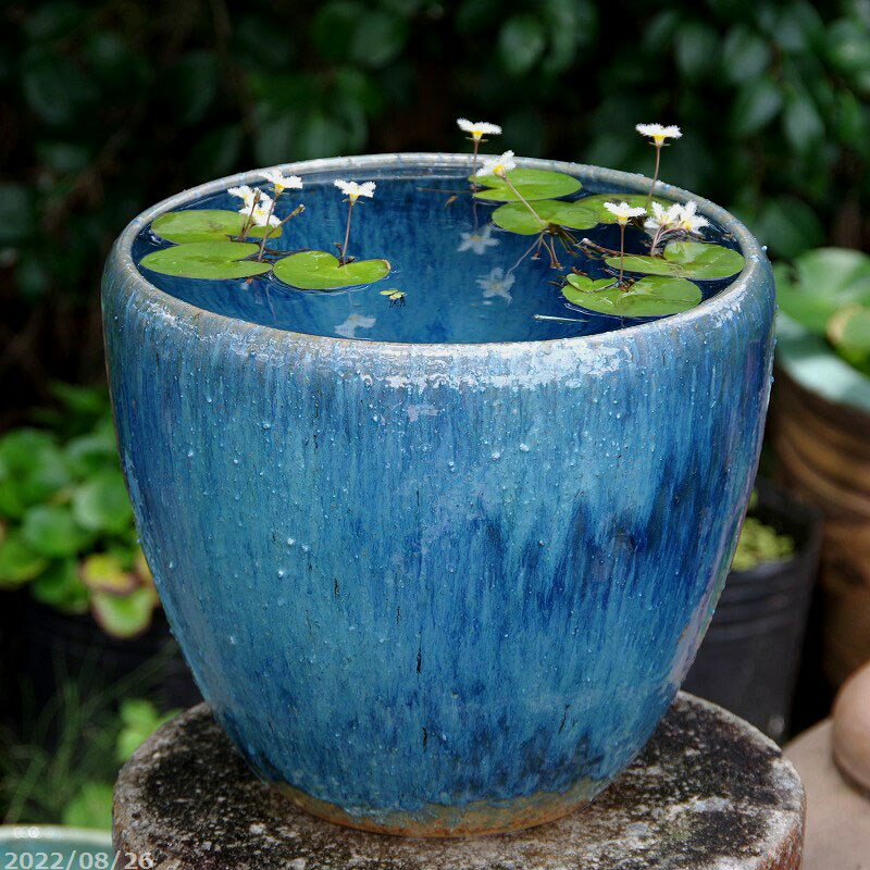 楽天市場】メダカ鉢深型の通販