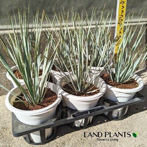 楽天市場】ユッカ ロストラータ（サイズ（植木鉢）4 ～ 6号）の通販