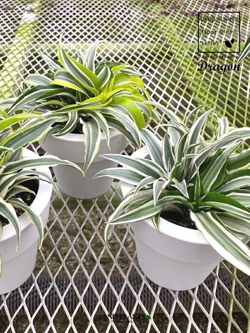 楽天市場】ドラセナ トルネードの通販