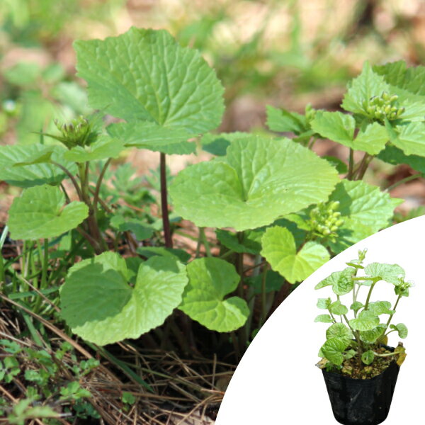 楽天市場】ワラビ 苗の通販