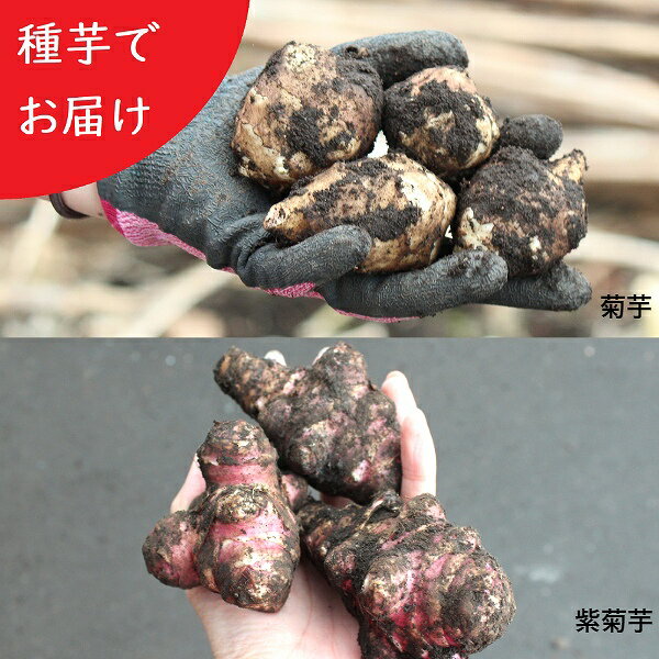 楽天市場】菊芋種芋の通販