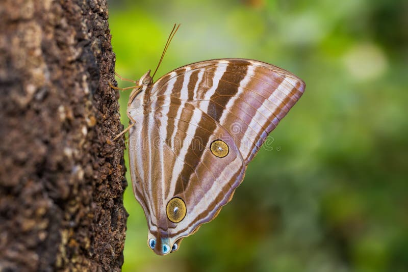 Palmking Amathusia Phidippus Butterfly Stock Photo - Image of