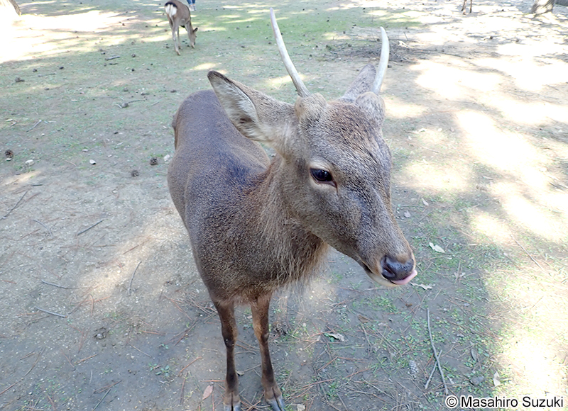 ニホンジカ Cervus nippon