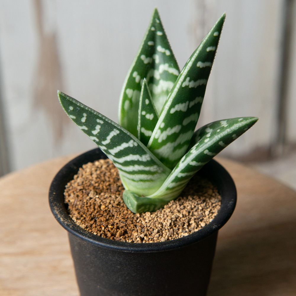 5/15 UP】アロエ 千代田錦 - tocolier