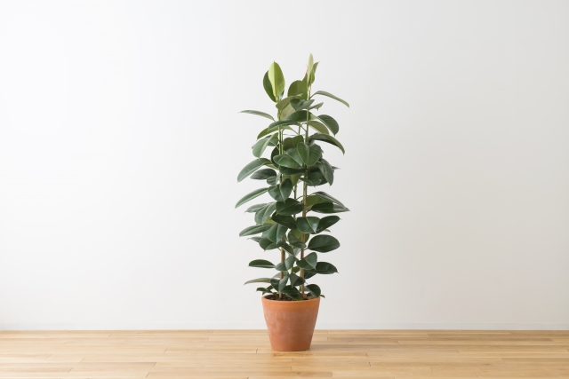 アジアンリゾートを演出する観葉植物⑮ ゴムの木 | 茨城県ヤシの木販売