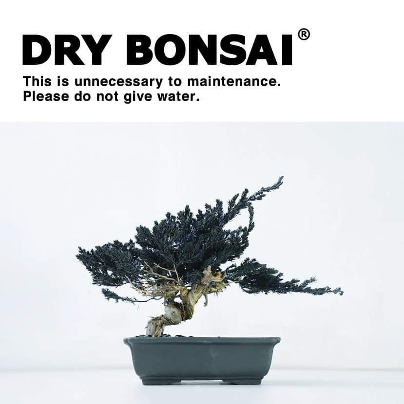 ドライ盆栽 | RE 盆栽™ のTOUFU株式会社