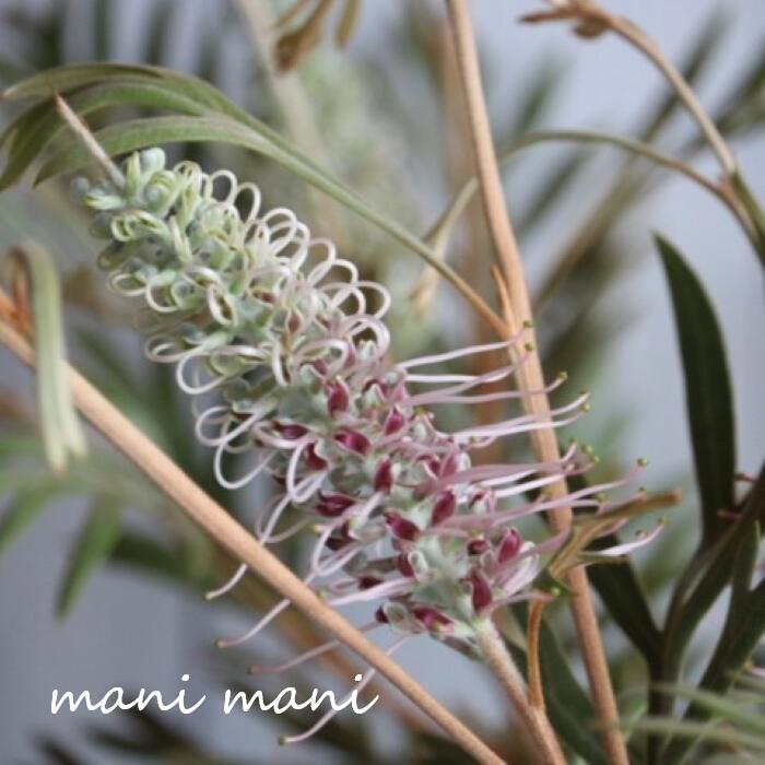 楽天市場】グレビレア「ドーンパープル」 5号 鉢底から約65～75cm