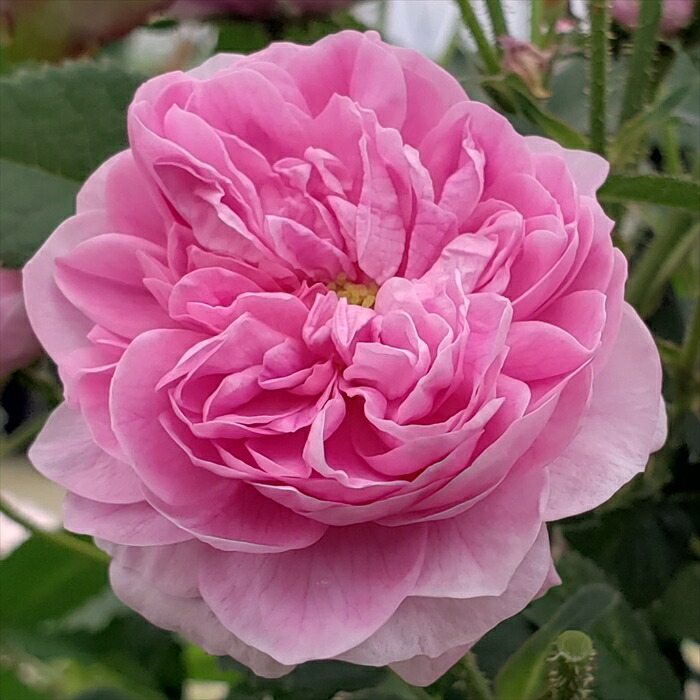 楽天市場】予約販売 バラ 苗 バラ 新苗 オールドローズ プティドオ