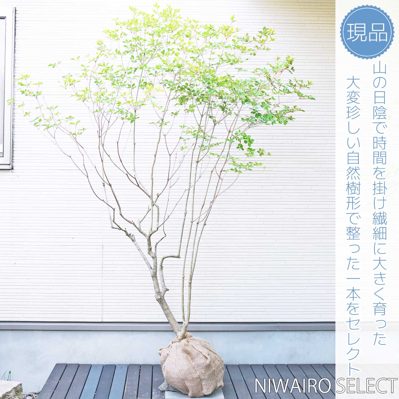 楽天市場】山採り【ドウダンツツジ】 自然樹形 株立ち 樹高H≒180 × 枝