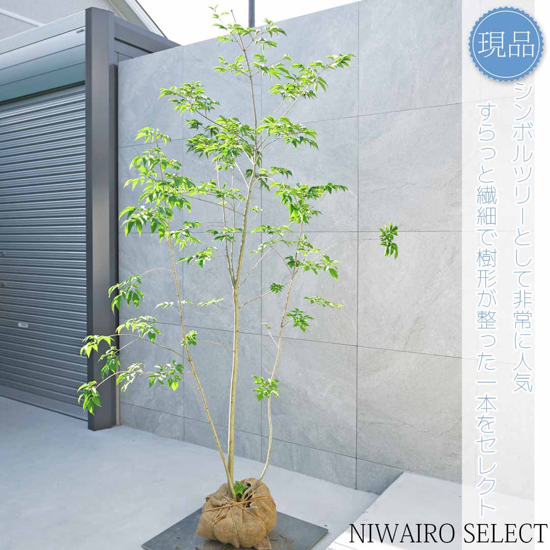 楽天市場】アオダモ 株立ち（花・ガーデン・DIY）の通販