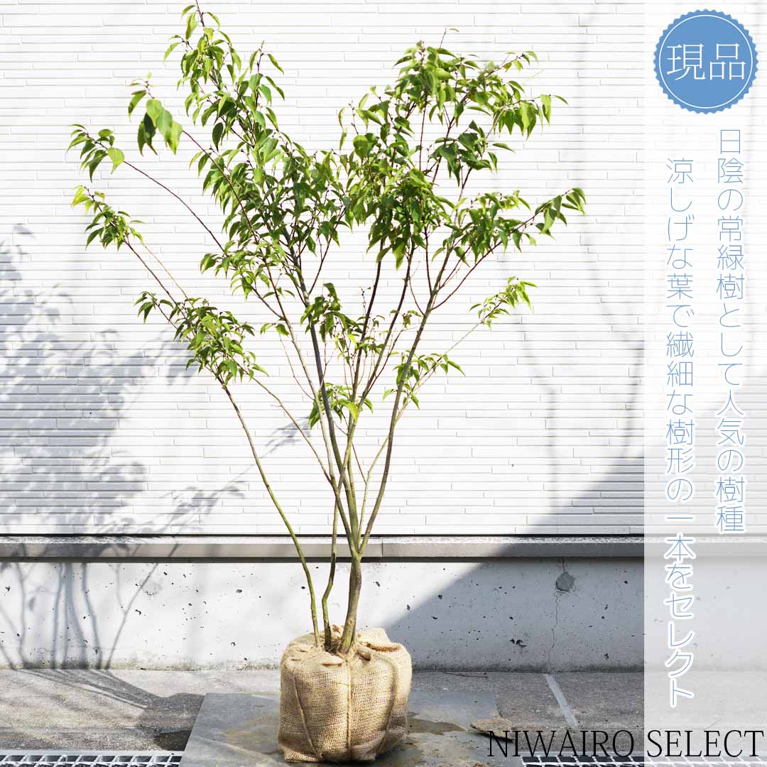 楽天市場】【現品】【ハイノキ】株立ち 自然風樹形 樹高H≒110 × 枝張W