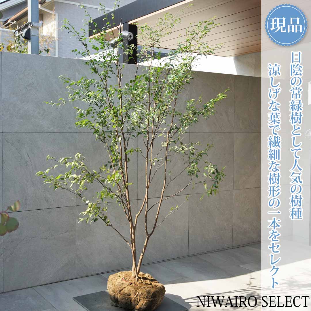 ハイノキ 株立ち 盆栽 植木」の人気商品一覧 | 安い商品を通販サイト