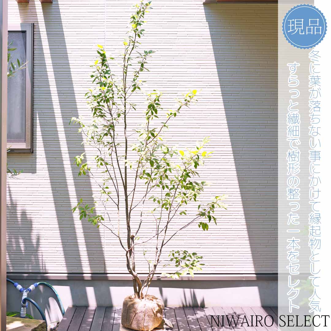 楽天市場】【現品】【ヤマコウバシ】山香ばし 株立ち 自然風樹形 樹高H