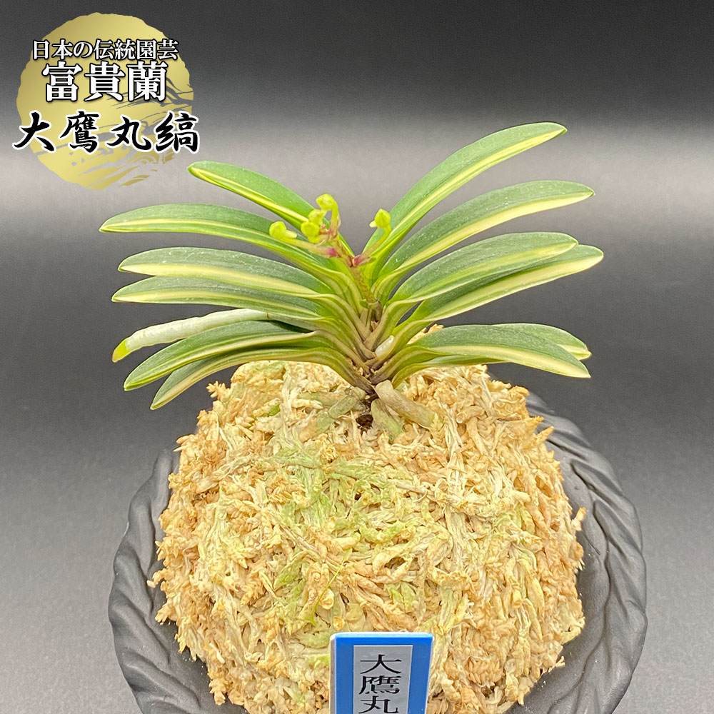 楽天市場】【店内全品2個同時購入10％OFFクーポン配布中】 富貴蘭 風蘭