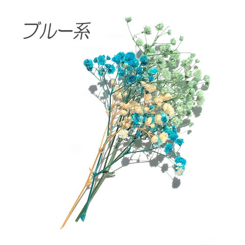楽天市場】ドライフラワー カスミソウ かすみ草 色別 アソート レジン