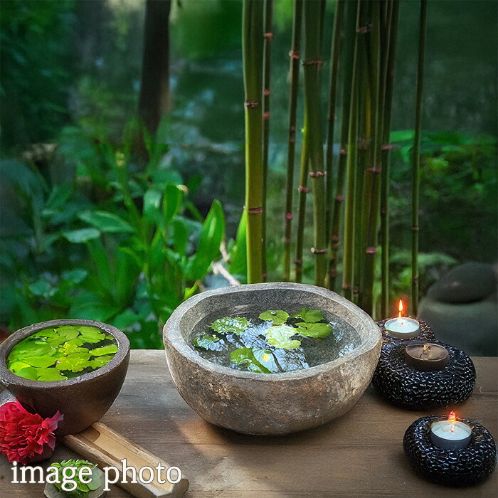 楽天市場】睡蓮鉢 スイレン鉢 （50.5×41×15cm 31kg z）【 水鉢 石