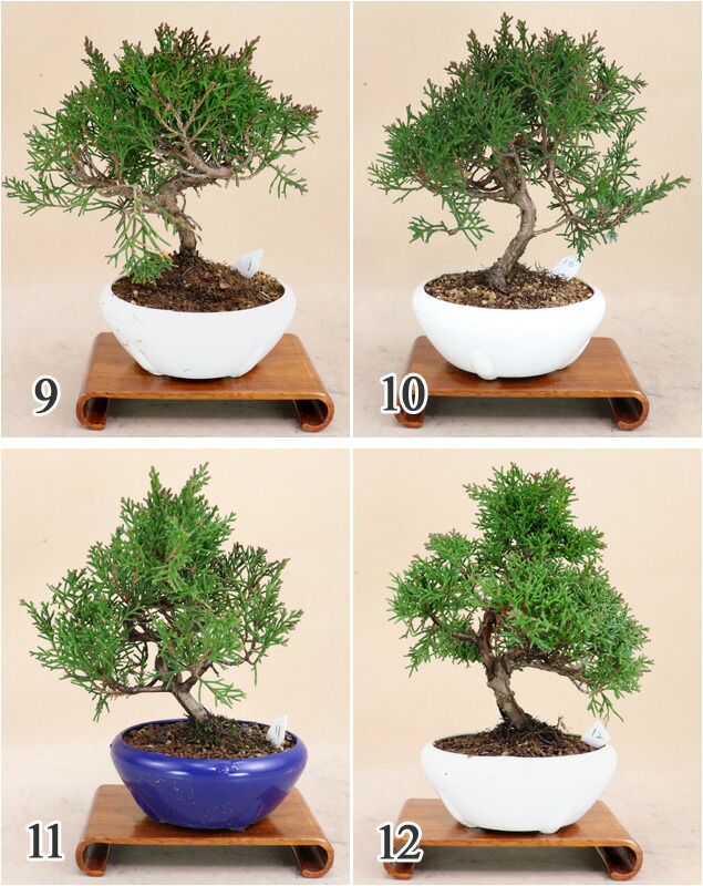 糸魚川真柏双幹‼️師走の値下げ15000円‼️ 特価！糸魚川真柏！古木