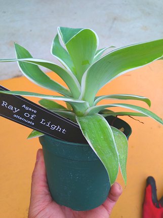 楽天市場】アガベ◇斑入りアテナータ◇アテヌナータ・レイオブライト