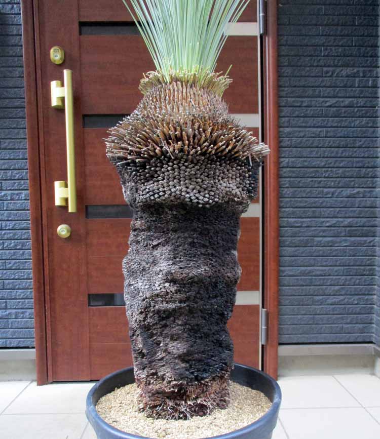 楽天市場】幹が大変太いです【現品・現物】通称：ブラックボーイ(Black