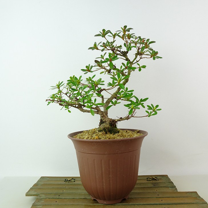 楽天市場】盆栽 皐月 旭の泉 樹高 約21cm さつき Rhododendron indicum