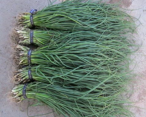 楽天市場】タキイの長期保存用玉ねぎ苗「タマネギ ネオアース」500本