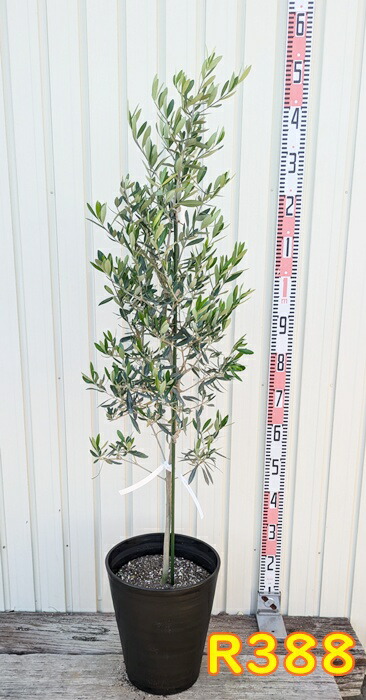 楽天市場】【選べる現品】オリーブの木 シプレシーノ 苗木 10号