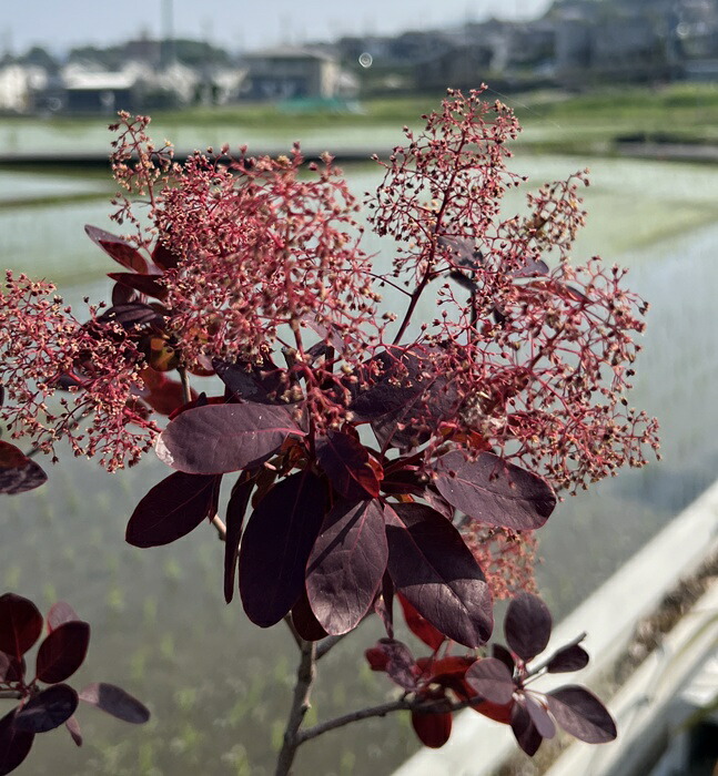 楽天市場】【現品発送】 スモークツリー ロイヤルパープル 樹高約1.6m