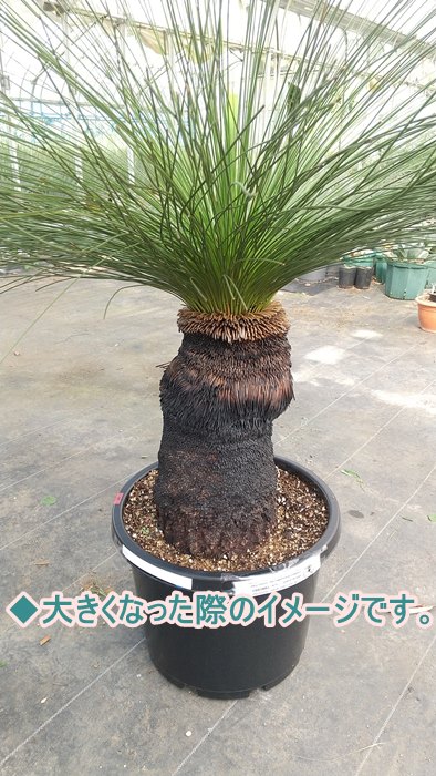 楽天市場】クサントロエア ブラックボーイ 3.5号ポット植え(h34