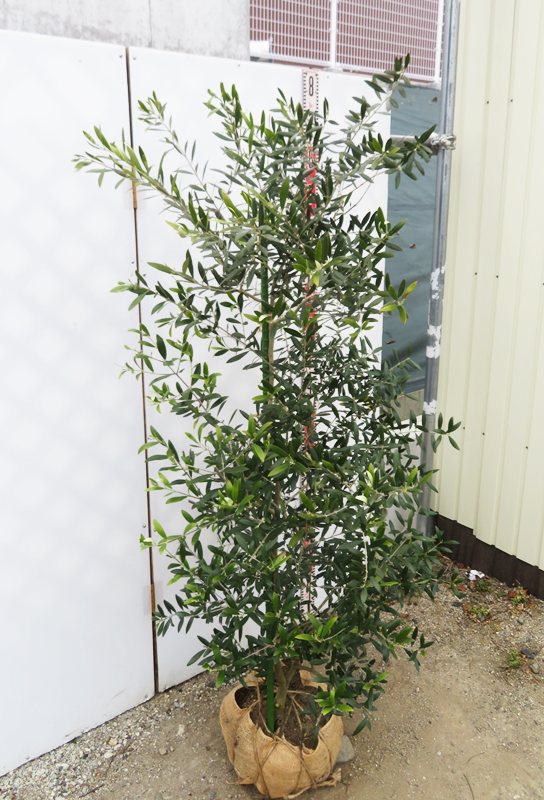 楽天市場】【現品発送】オリーブの木 ミッション 苗木 樹高1.4m G116