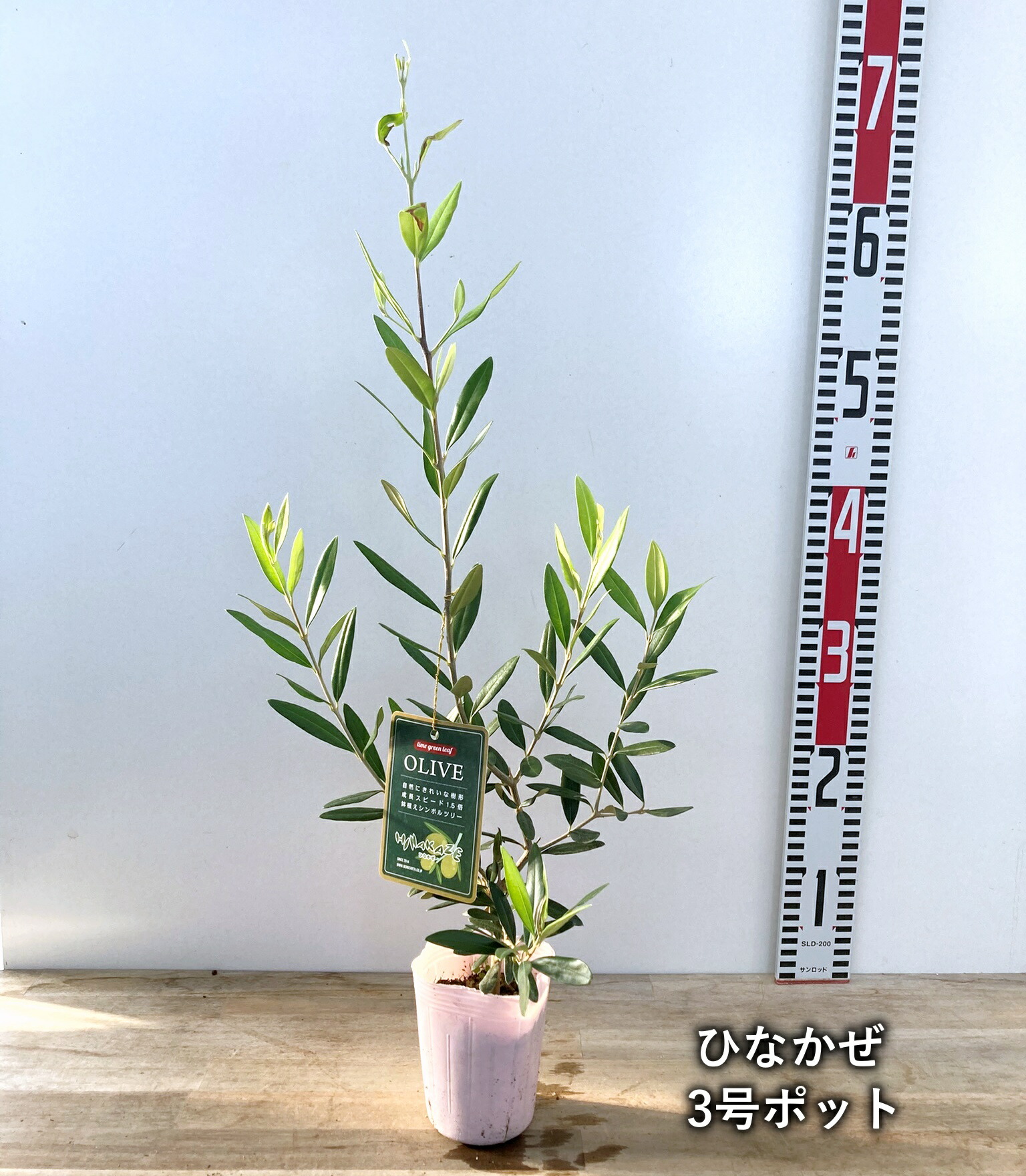 楽天市場】【品種とポットサイズで選ぶ】オリーブの苗木 3号、3.5号