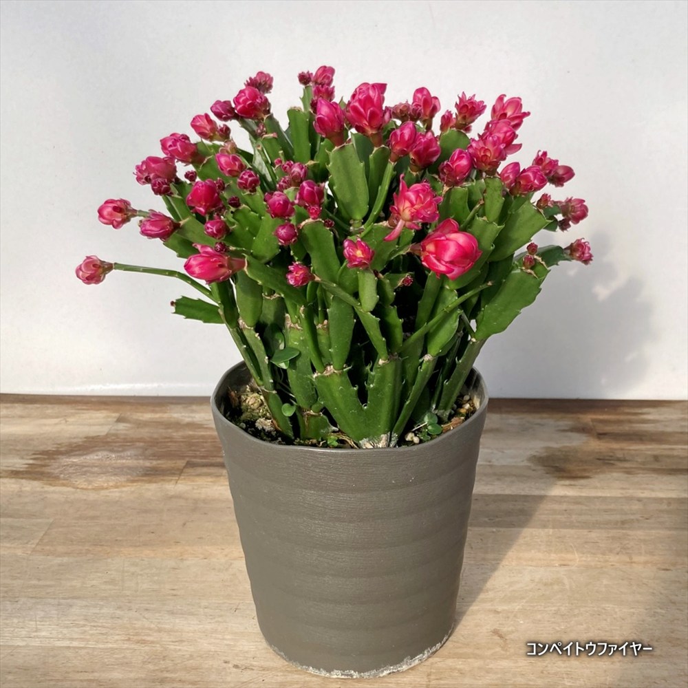 楽天市場】【花色で選ぶ】シャコバサボテン 「コンペイトウシリーズ