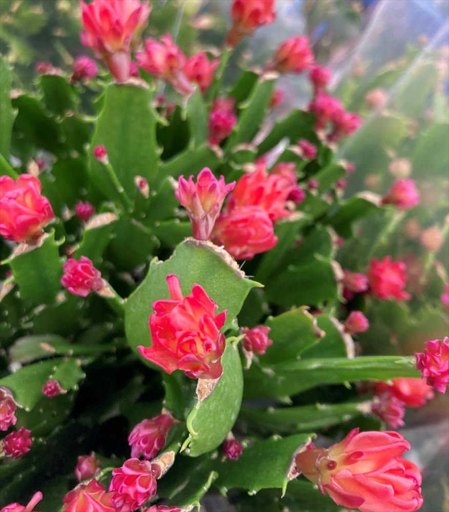 楽天市場】【6色から選ぶ】シャコバサボテン コンペイトウシリーズ 6号