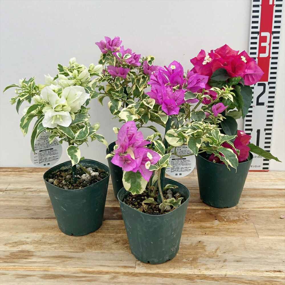 ブーゲンビリア 大株 海外種 三色変色 花蕾多数付き ブーゲンビリア 大