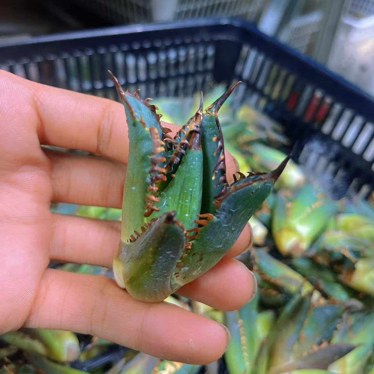 楽天市場】アガベ チタノタ シーザー 凱撒 優良血統超極上棘 美株 中株