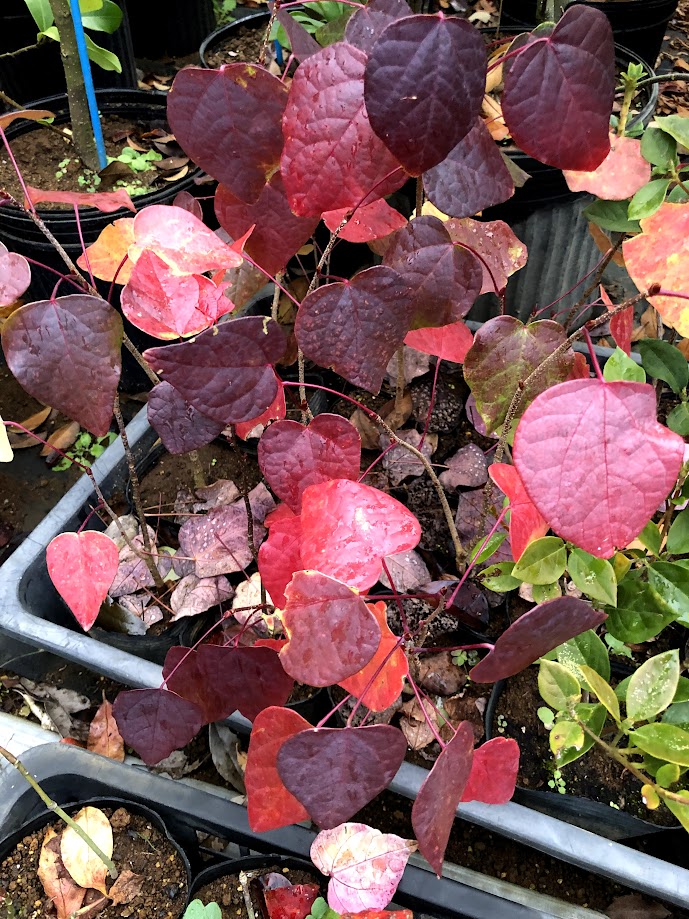 楽天市場】マルバノキ【シンボルツリー 庭木 植木】 : ファインガーデン