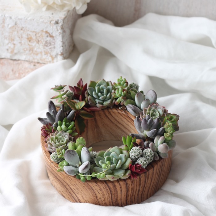 楽天市場】多肉の寄せ植え ギフト 多肉植物 「 多肉の寄せ植え