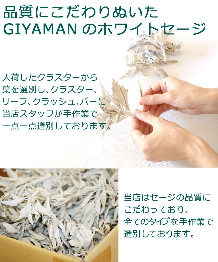 楽天市場】新鮮な香りのセージを輸入＼完全無農薬 採れたて セージ