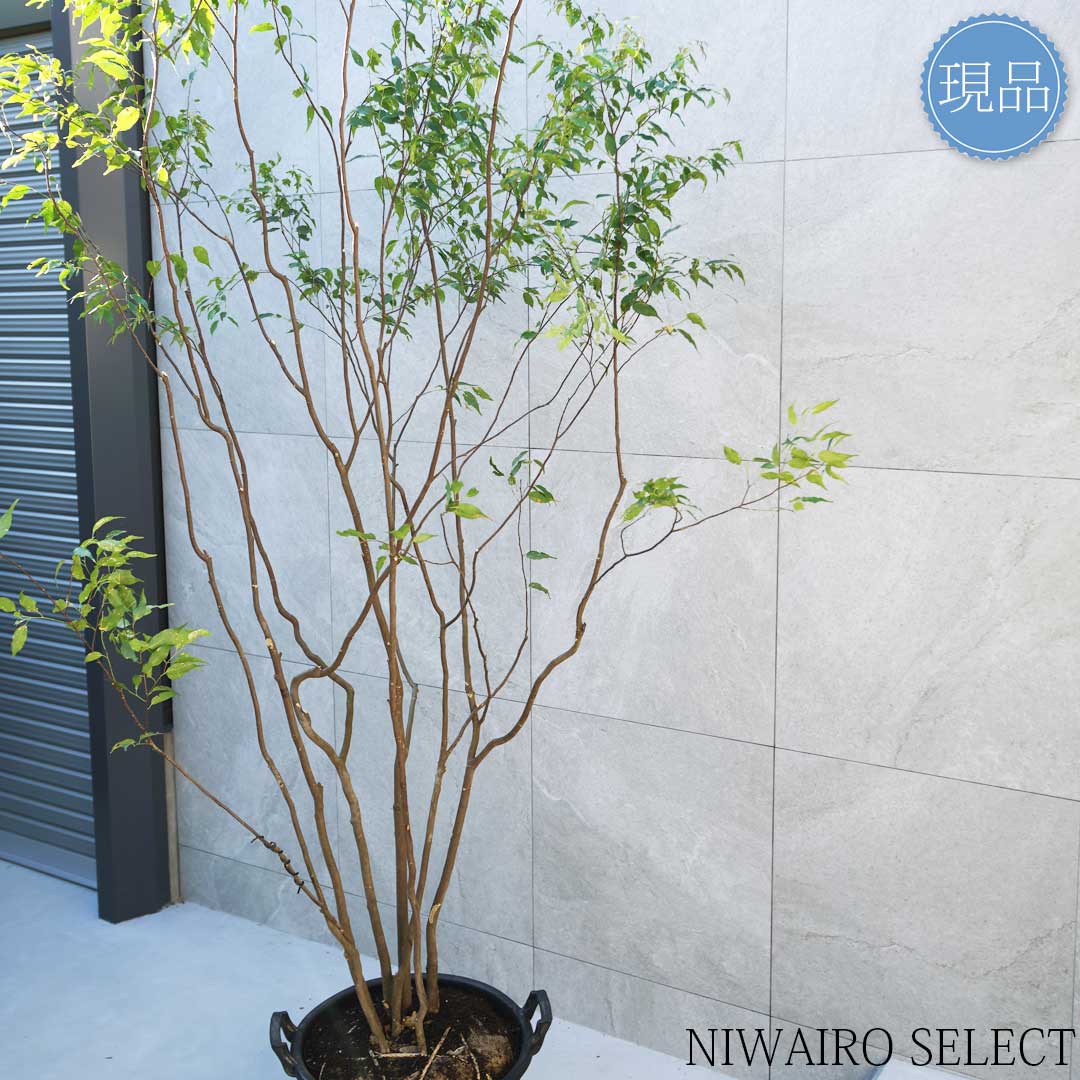 楽天市場】【現品】山採り【ハイノキ】株立ち 自然風樹形 樹高H≒235