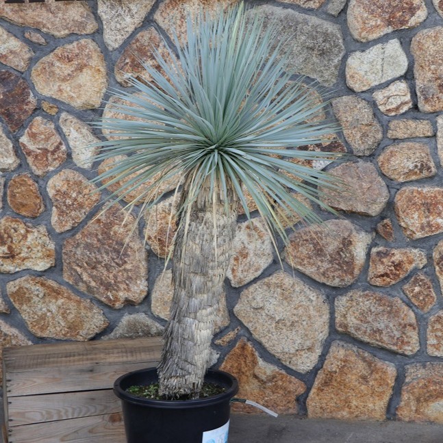 ユッカロストラータ 24株 鉢植え発送 B ユッカロストラータ 24株