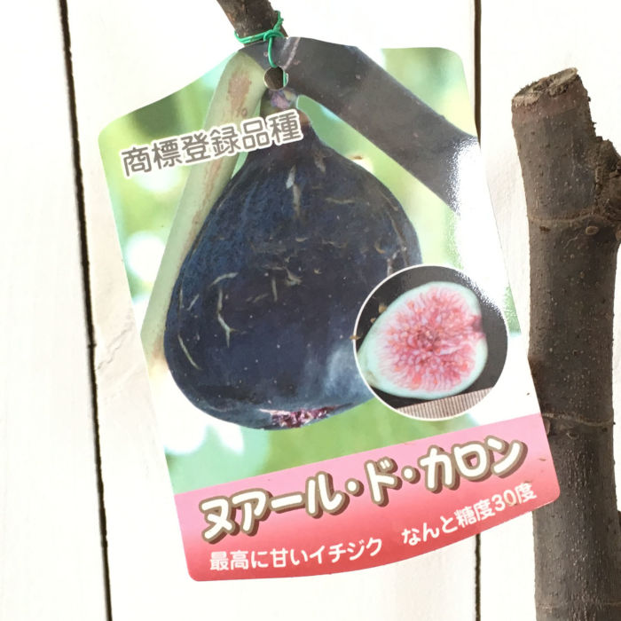楽天市場】イチジク 苗木 ヌアールドカロン 15cmポット苗 ヌアール・ド