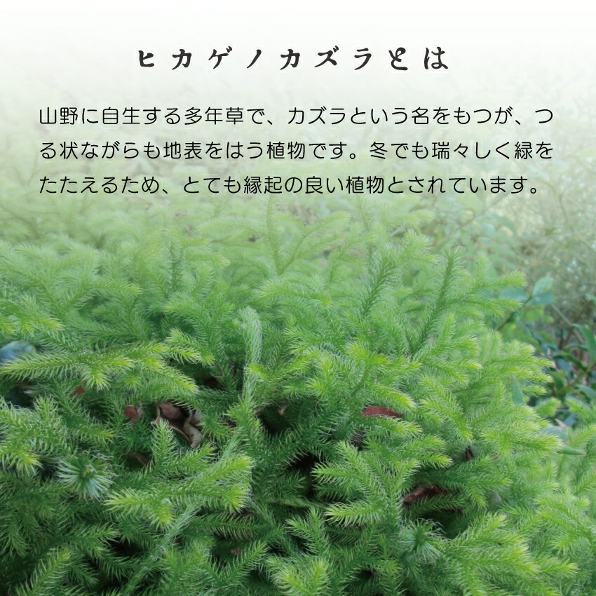 楽天市場 | 石田精華園 楽天市場店 - ヒカゲノカズラ