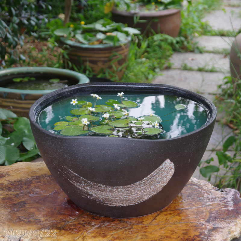 楽天市場】信楽焼 睡蓮鉢 陶器 大型 高級感あふれる緑釉刷毛目 14号