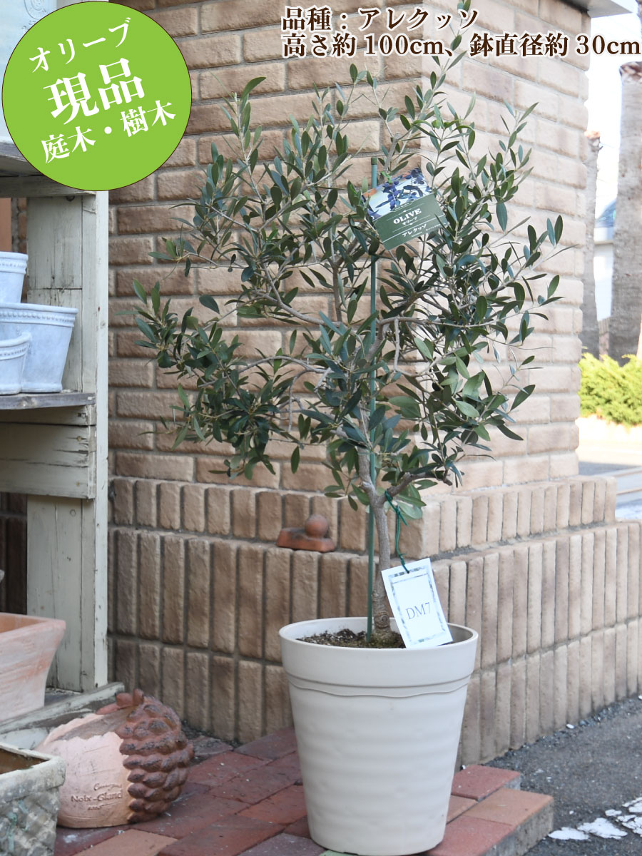 楽天市場】【現品】 オリーブの木 特大株 10号鉢 苗木 品種 鉢植え