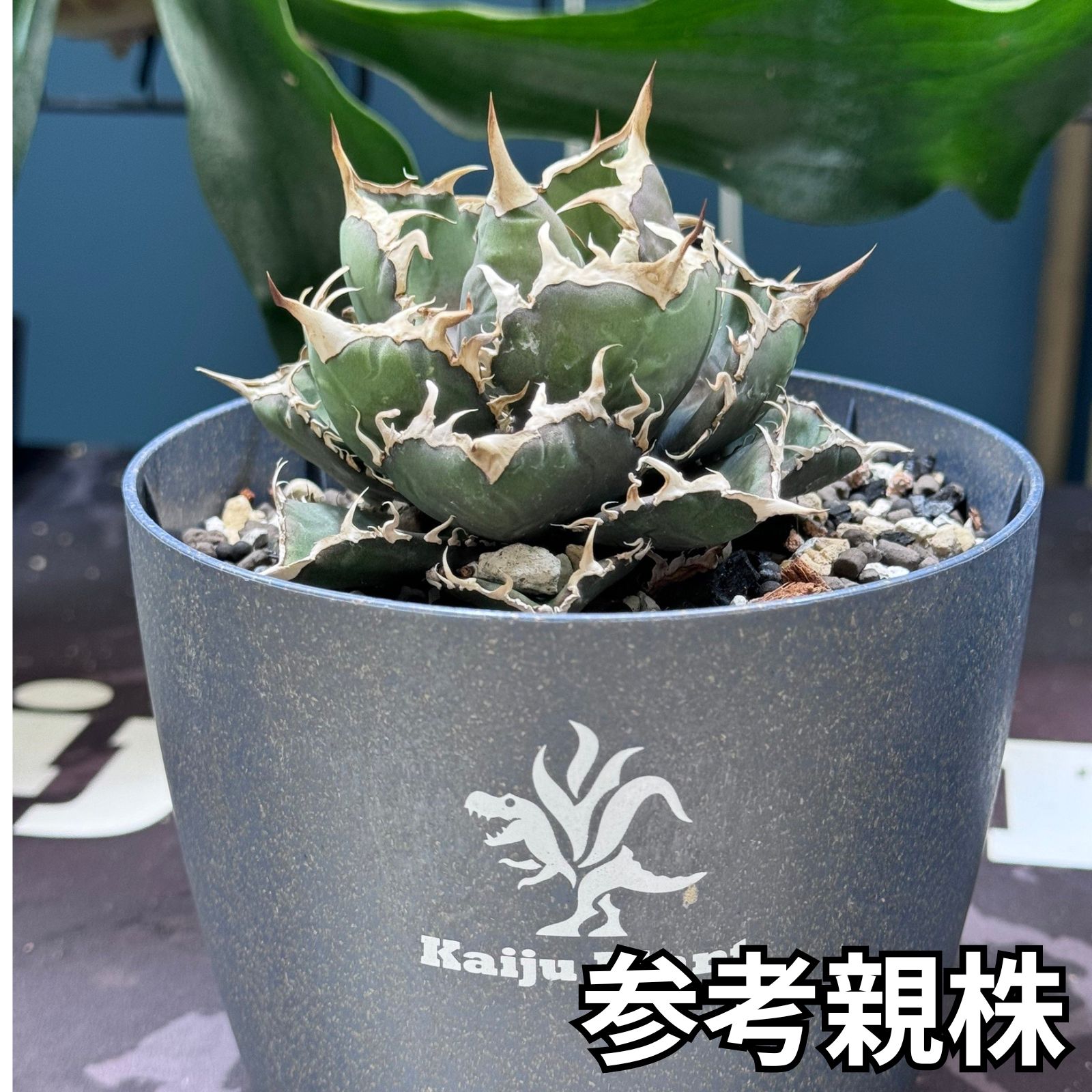 アガベ狼人 チタノタ オテロイ Yahoo!オークション - アガベ チタノタ