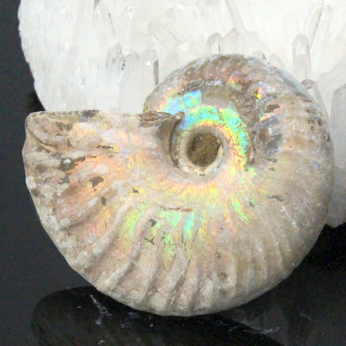 楽天市場】【マダガスカル産 一級品 厳選一点物】アンモナイト 化石 虹