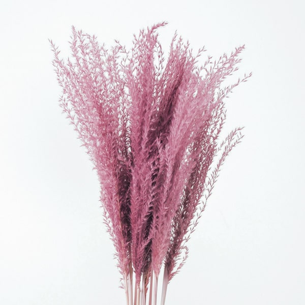 楽天市場】【P15倍中 2/24 9:59まで】 ドライフラワー 花材 即日出荷