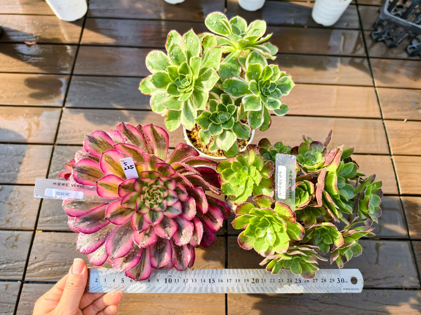 観葉植物 アエオニウム 多肉植物」の人気商品一覧 | 安い商品を通販