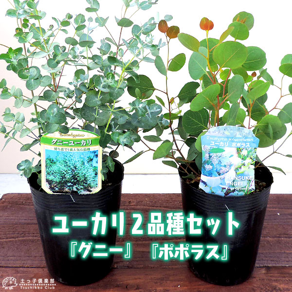 楽天市場】ユーカリ 2品種セット （ ポポラス ＆ グニー ） 10.5cm